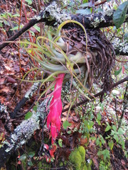 Tillandsia macdougallii