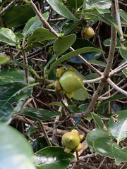 Ternstroemia tepezapote