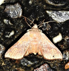 Canaea hyalospila