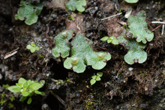 Marchantia paleacea