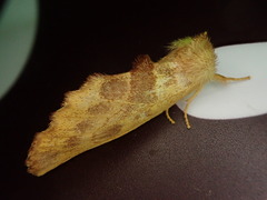 Himeropteryx miraculosa