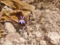 Diastatea