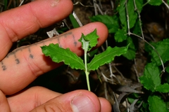 Mandevilla lanuginosa