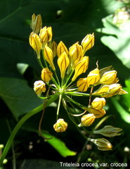 Triteleia crocea
