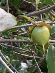 Ternstroemia tepezapote