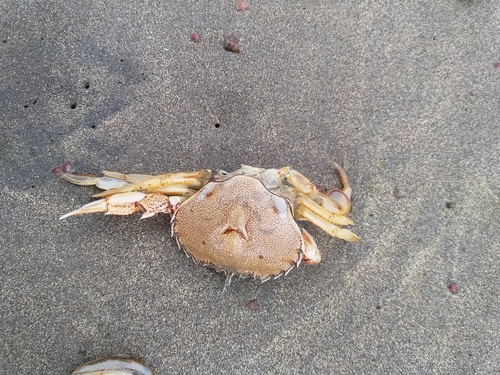 photo of Common Swimming Crab (Ovalipes catharus)