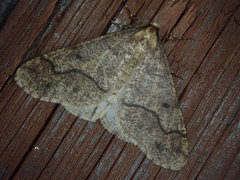Erannis gigantea