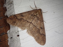 Erannis gigantea