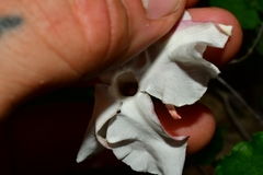 Mandevilla lanuginosa