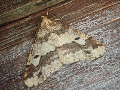 Erannis gigantea