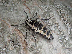 Erannis gigantea