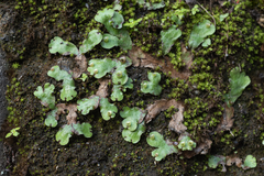 Marchantia paleacea