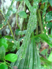 Phlegmariurus nummulariifolius