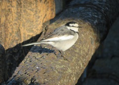 Motacilla alba lugens