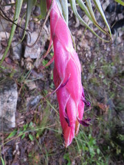 Tillandsia macdougallii