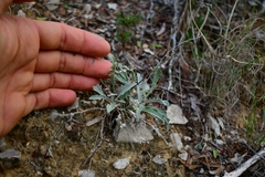 Physaria thamnophila