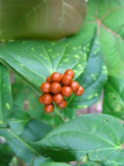 Rauvolfia tetraphylla