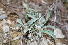 Physaria thamnophila