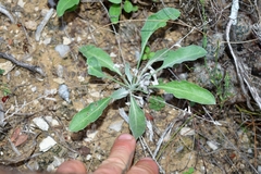 Physaria thamnophila