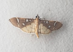 Cotachena histricalis