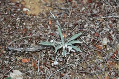 Physaria thamnophila