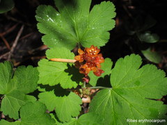 Ribes erythrocarpum