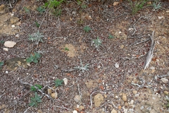 Physaria thamnophila