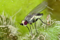 Phytomyza crassiseta