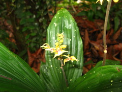 Plocoglottis plicata