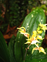 Plocoglottis plicata
