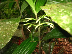 Corymborkis veratrifolia