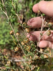 Leptospermum semibaccatum