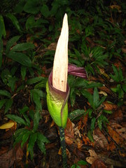 Amorphophallus hewittii