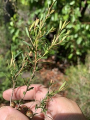 Leptospermum semibaccatum