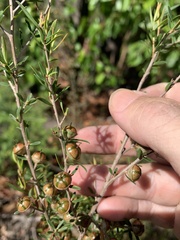Leptospermum semibaccatum