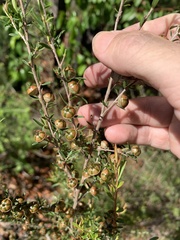 Leptospermum semibaccatum
