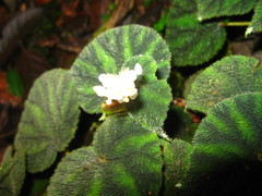 Begonia conipila