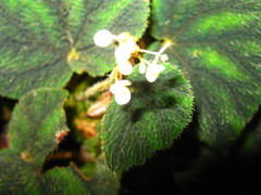 Begonia conipila