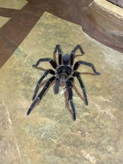 Acanthoscurria natalensis