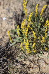 Synaphea spinulosa