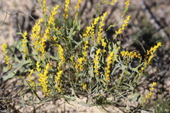 Synaphea spinulosa
