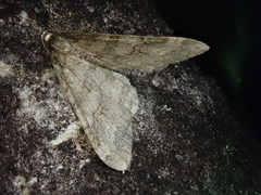 Operophtera relegata