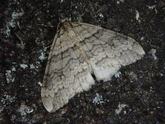 Operophtera relegata