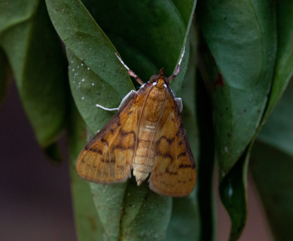 Polygrammodes infixalis