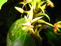 Plocoglottis plicata