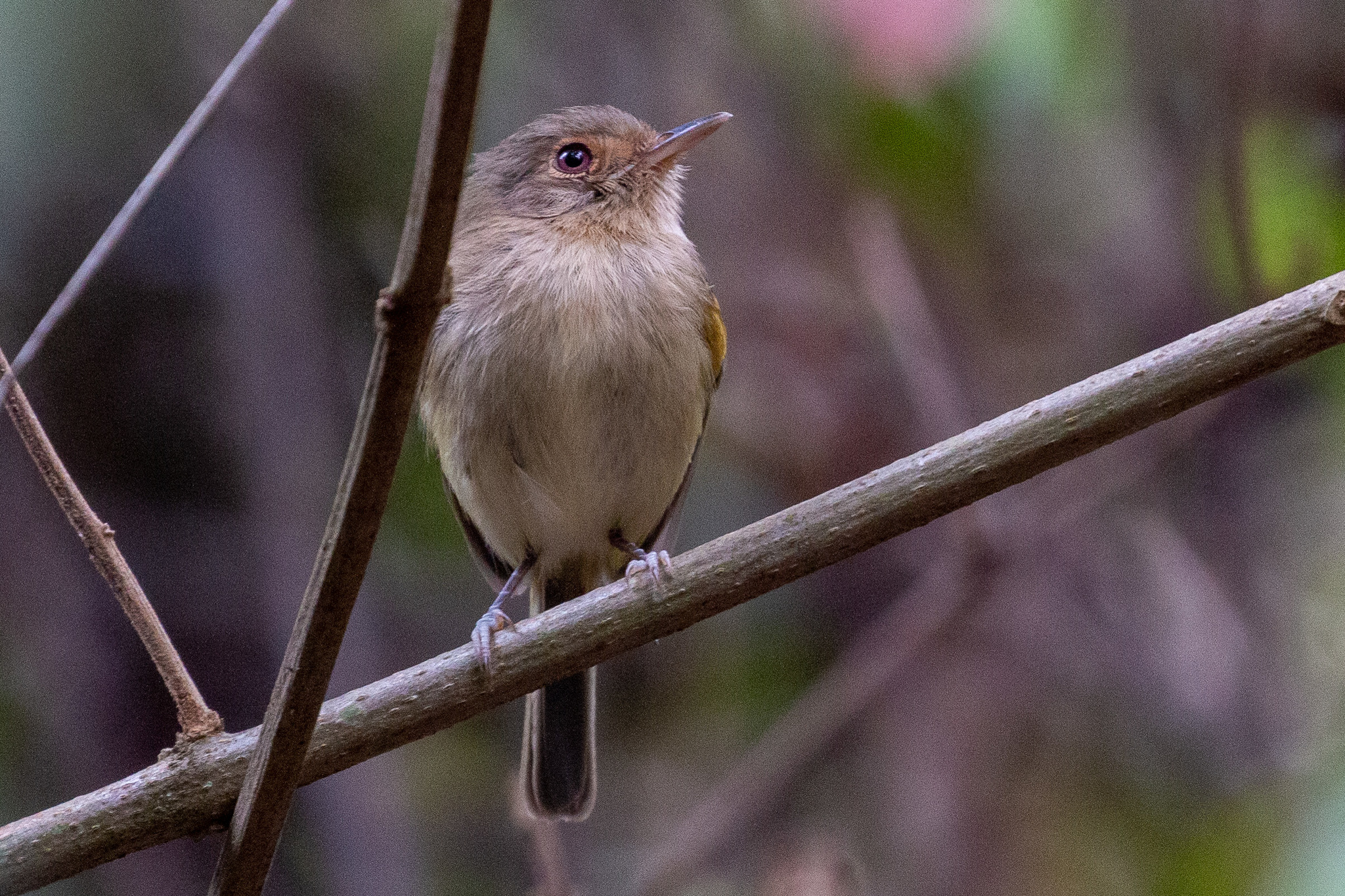 Buff-breasted Tody-Tyrant (Hemitriccus mirandae), photo 2