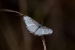 Mestra