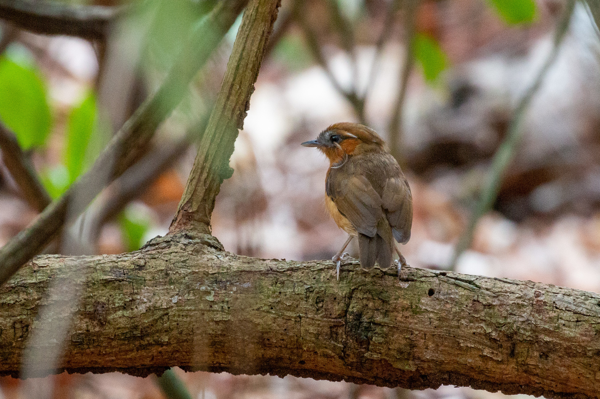 Ceara Gnateater (Conopophaga cearae), photo 7