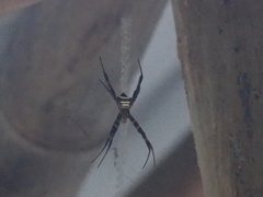 Argiope reinwardti