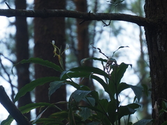 Hedychium horsfieldii